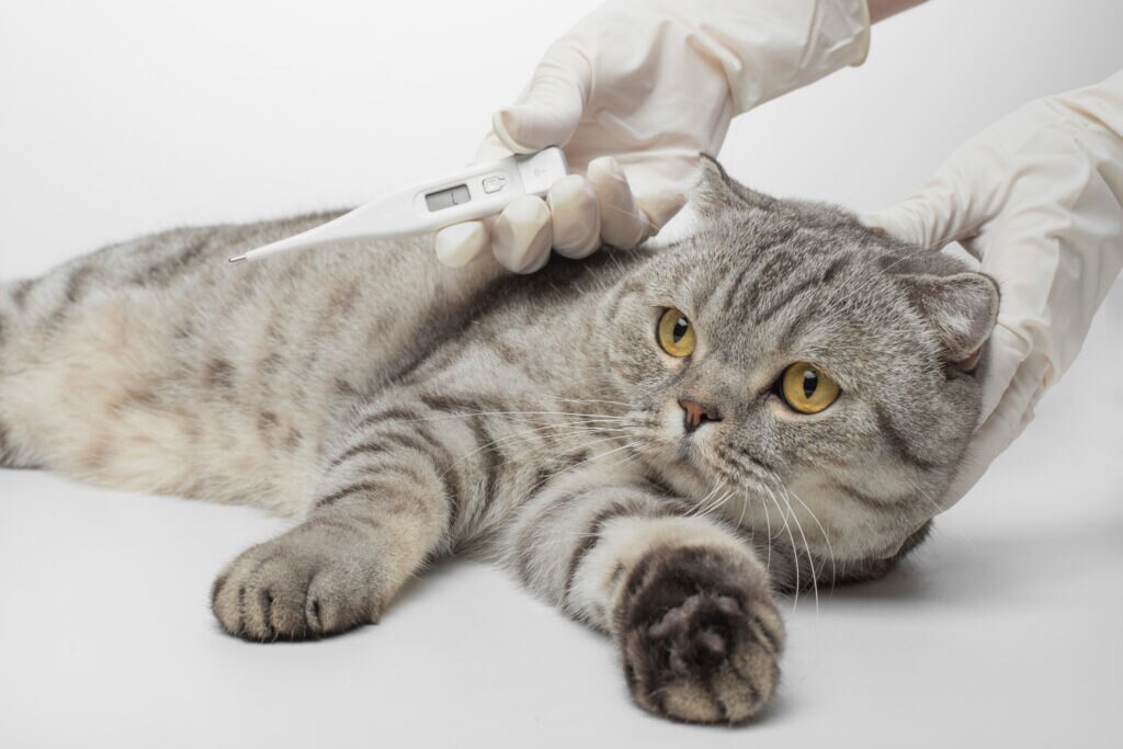 how to tell if a cat has a fever; a veterinarian holds a thermometer in front of a cat at the veterinary clinic.