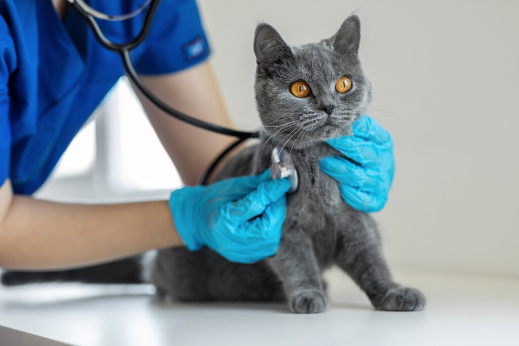 high blood sugar in cats; a cat is examined by their veterinarian.