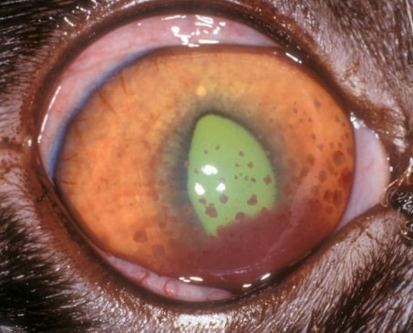 uveitis in cats; a cat with uveitis.