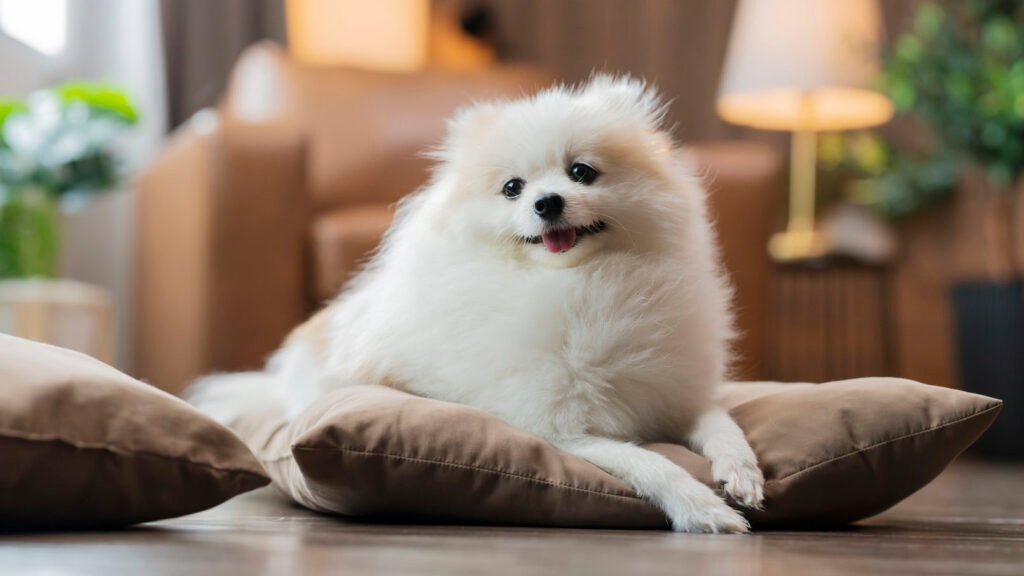 Pomeranian dog laying on a pillow resting a luxating patella