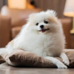 Luxating Patella in Dogs: Signs, Treatment, and Prevention