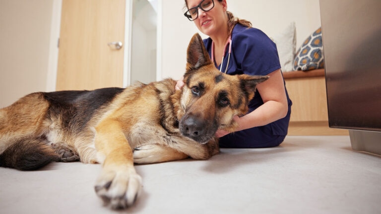 a German shepherd dog with elbow dysplasia laying down while a vet examines him