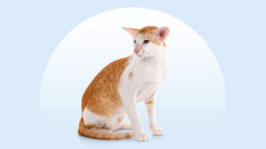 Oriental Shorthair