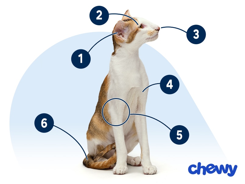 Photo of a Oriental Shorthair