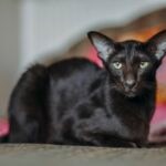 A black Oriental Shorthair cat loafing