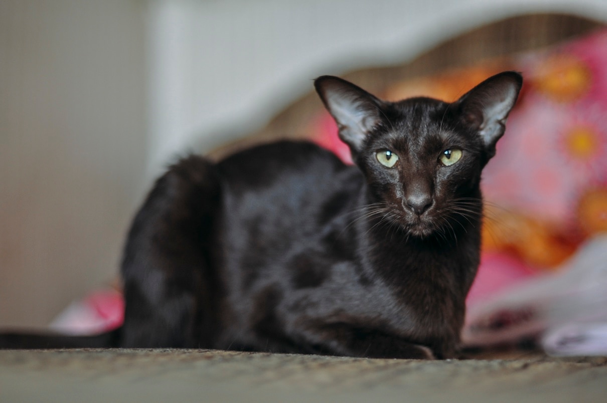 A black Oriental Shorthair cat loafing