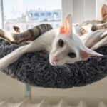 Two Oriental Shorthair cats lying in a window perch together