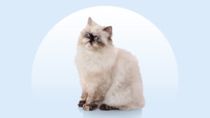 Himalayan Cat