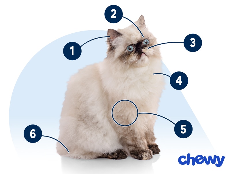Photo of a Himalayan Cat