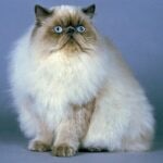 A Himalayan cat sitting for a portrait