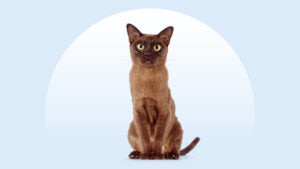 Burmese Cat