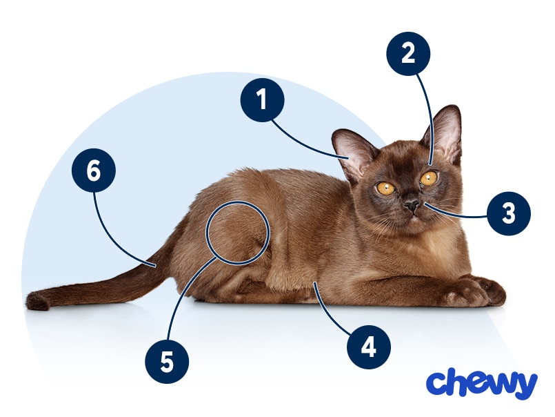 Photo of a Burmese Cat