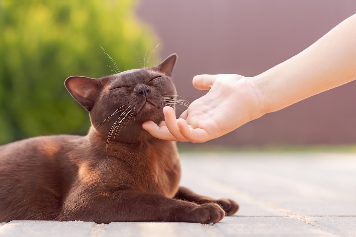 A brown Burmese cat getting his chin scratched
