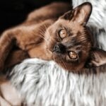 A brown Burmese cat lying in a fluffy cat bed