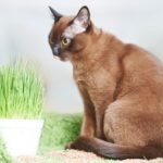 A Burmese cat sitting in front of a pot of cat grass