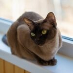 A Burmese cat loafing on a windowsill
