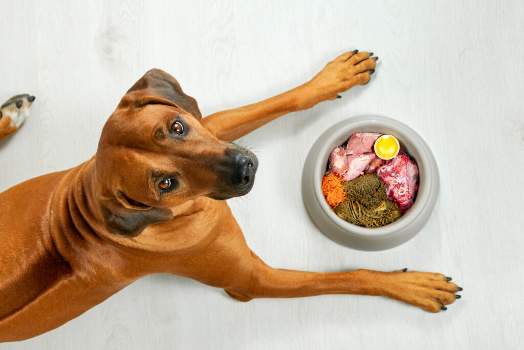 iodine for dogs