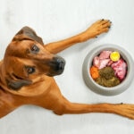 Iodine for Dogs: Can Dogs Take Iodine?