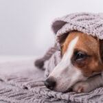 Ashwagandha for Dogs: What You Need to Know