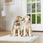What Is Puppy Training Regression?