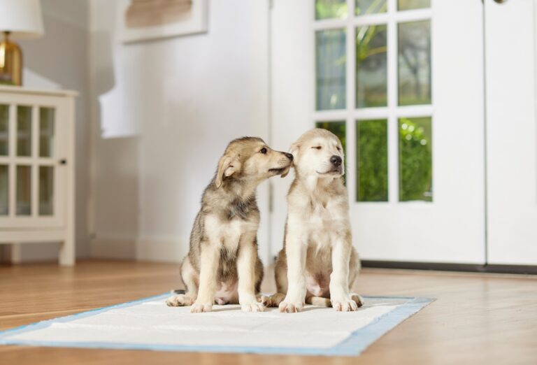 Two husky puppies sitting on a potty pad. Learn about puppy training regression and how to help.