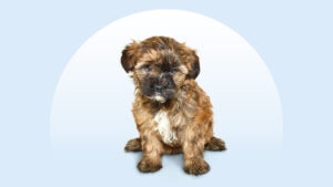 Yorkiepoo