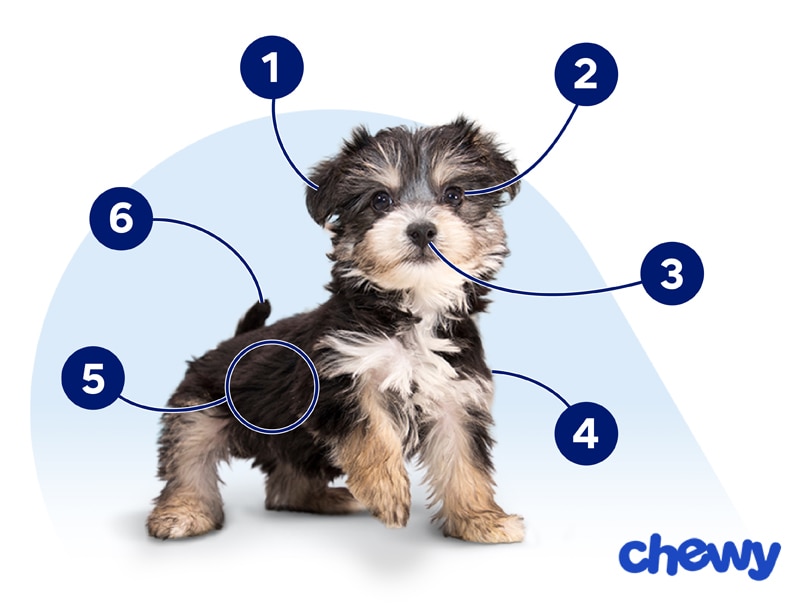 Photo of a Yorkiepoo