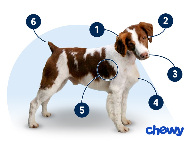 Photo of a Brittany
