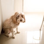 Cranberry Extract for Dogs: Can It Help with Urinary Tract Health?