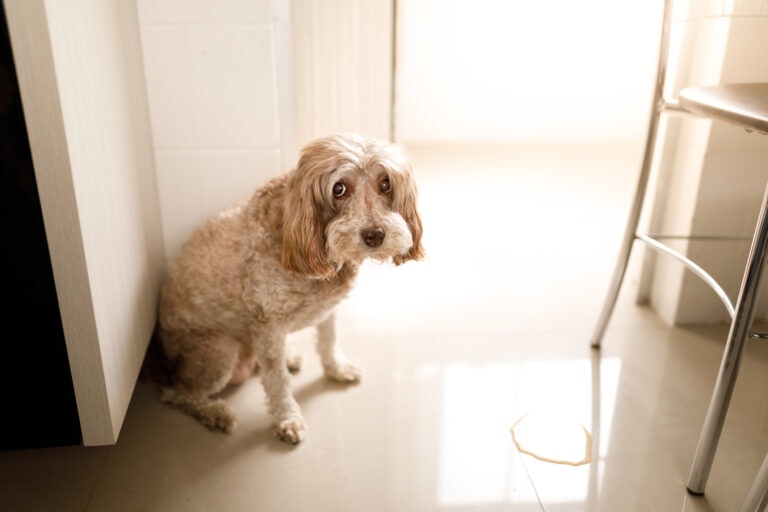Cranberry Extract in Dogs