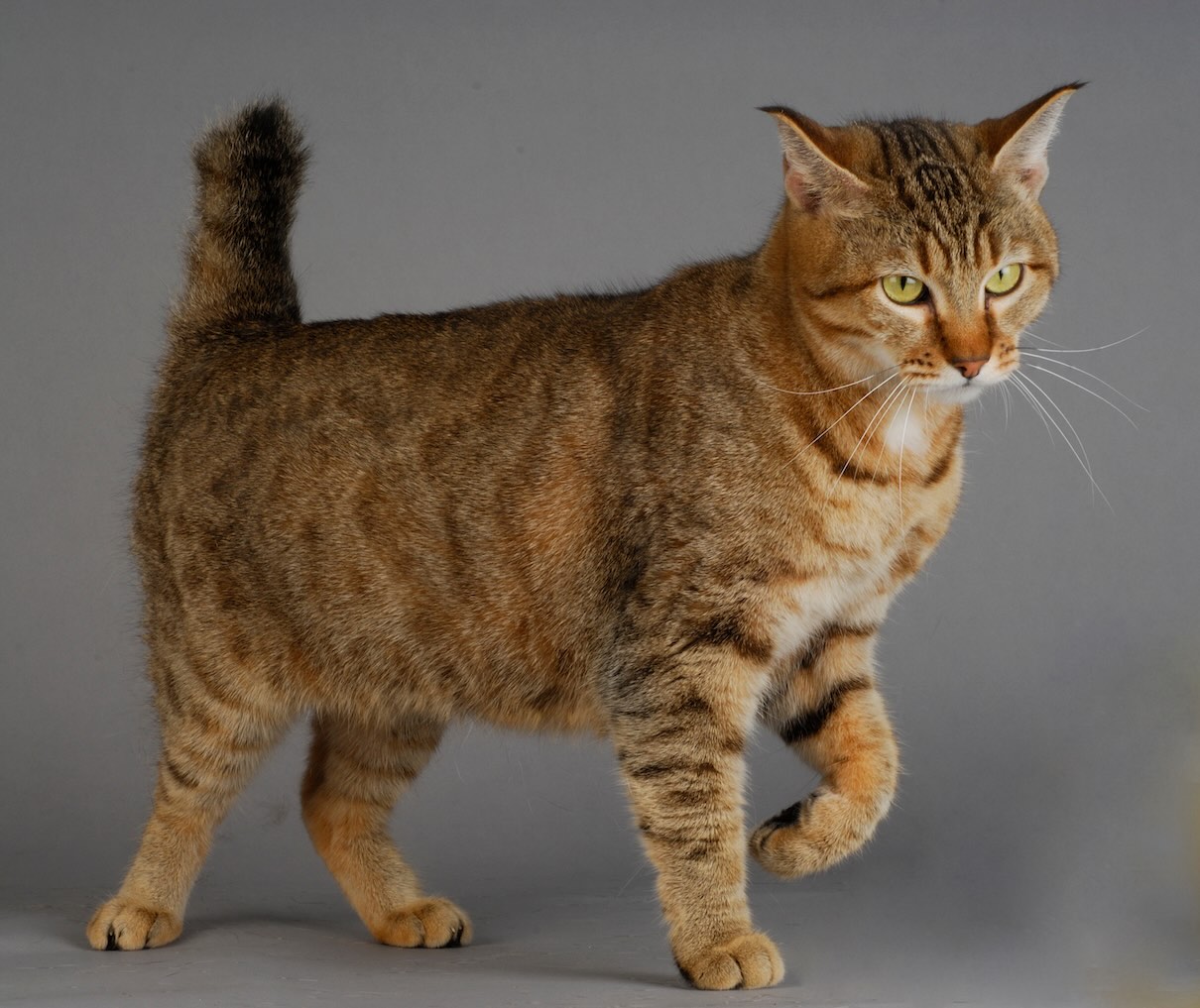 A brown Pixiebob cat, a spotted cat breed, on a gray background
