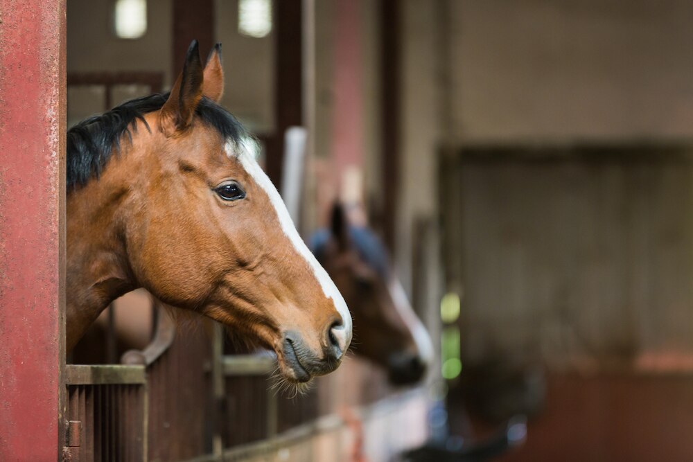 Horse looking over door