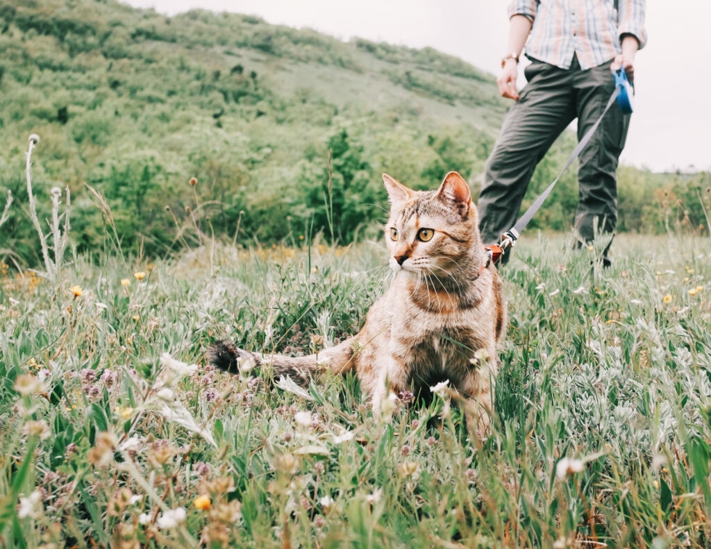 Flea and Tick Prevention and Treatment for Cats: A cat sits on the grass with his pet parent.