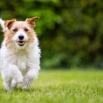 Magnesium for Dogs: Is It Helpful?