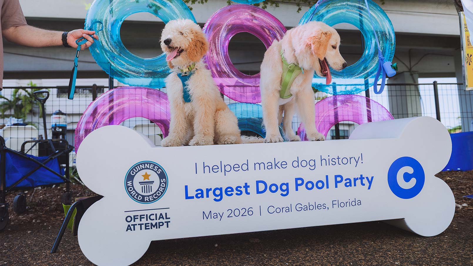 Two dogs standing near a sign commemorating the Guinness World Record for largest dog pool party