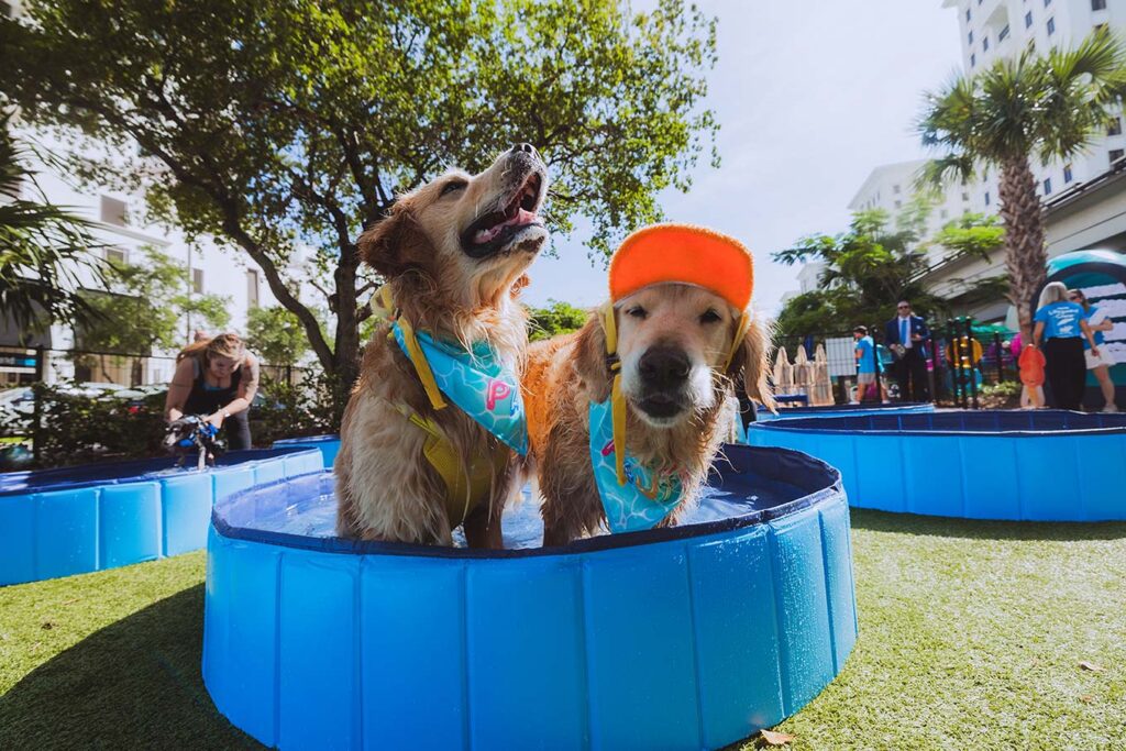 Two dogs in a dog-sized swimming pool at Chewy's Guinness World Record-setting largest dog pool party