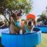 We Made History: Chewy Just Set the Guinness World Records Title for the Largest Dog Pool Party