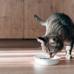 Brewer’s Yeast for Cats: What You Need to Know