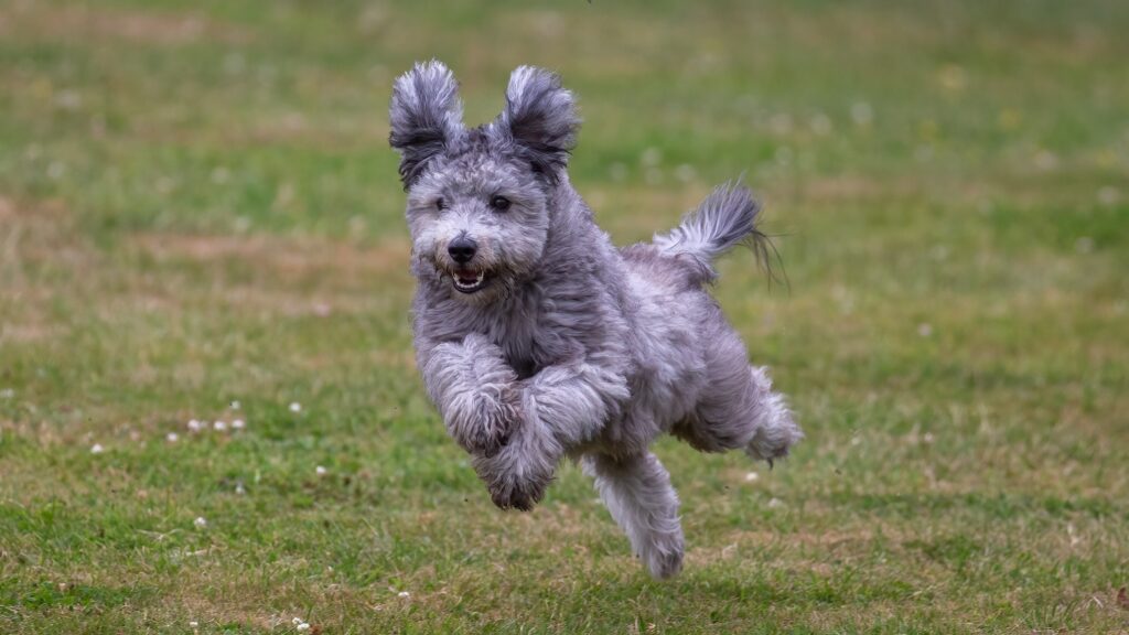 puppies nutmeg river pumi