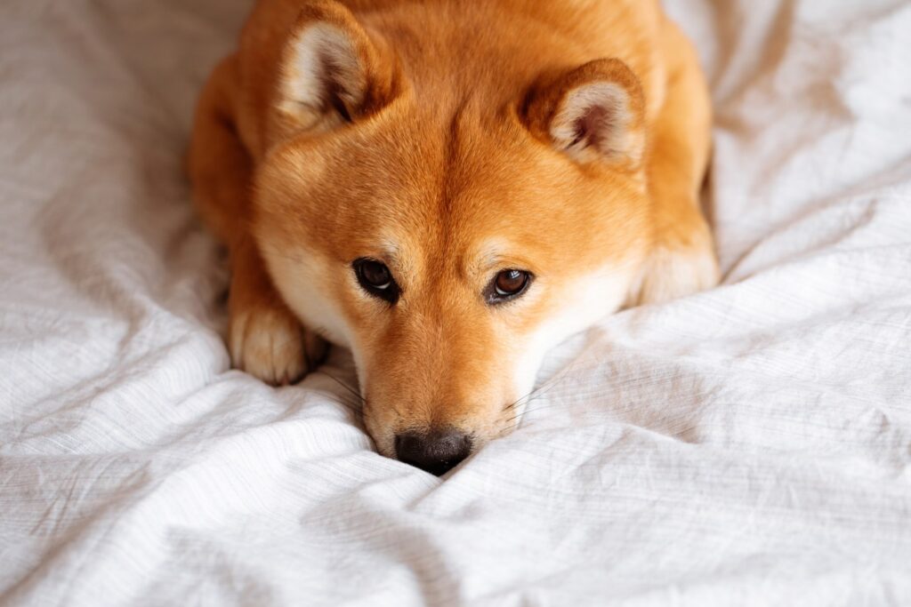 a shiba inu, a dog prone to anxiety, lying on a blanket
