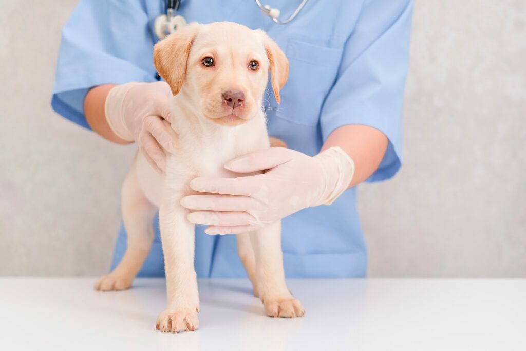 roundworms in dogs; a puppy is examined by their veterinarian.