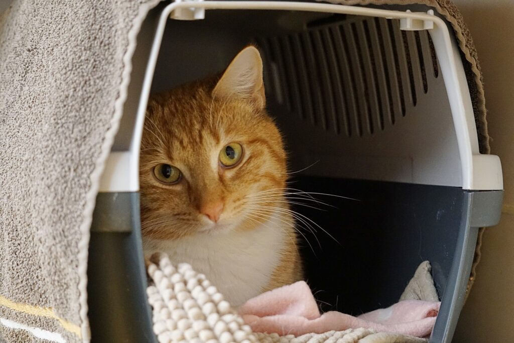 An orange tabby cat sits in a cat carrier. Learn what to pack in a cat emergency kit.