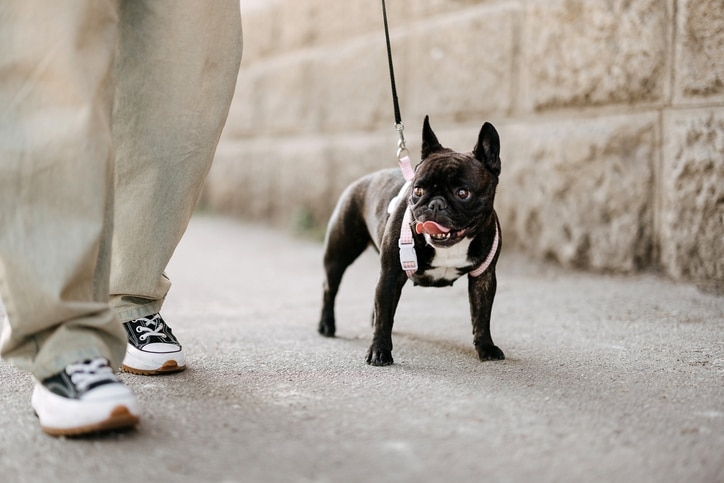 A black and white French Bulldog walking down a sidewalk and panting. Learn summer safety tips for flat-faced dog breeds.
