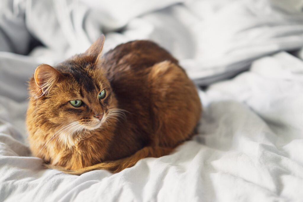 a cat loafing on a white comforter