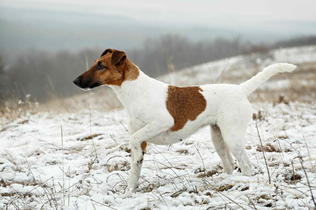white and brown smooth fox terrier pointing in the snow