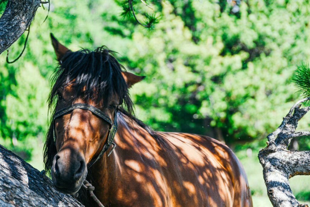 horse grazing under a tree.