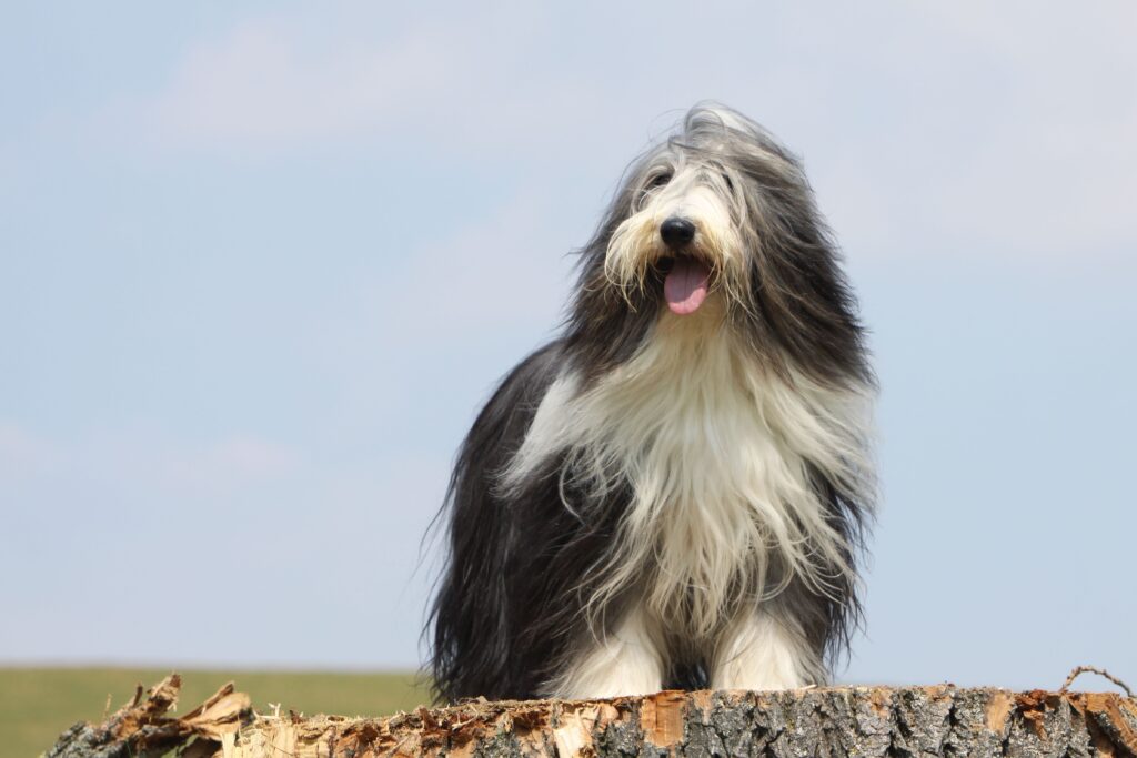 gray and white long-haired bearded collie standing against a pale blue sky