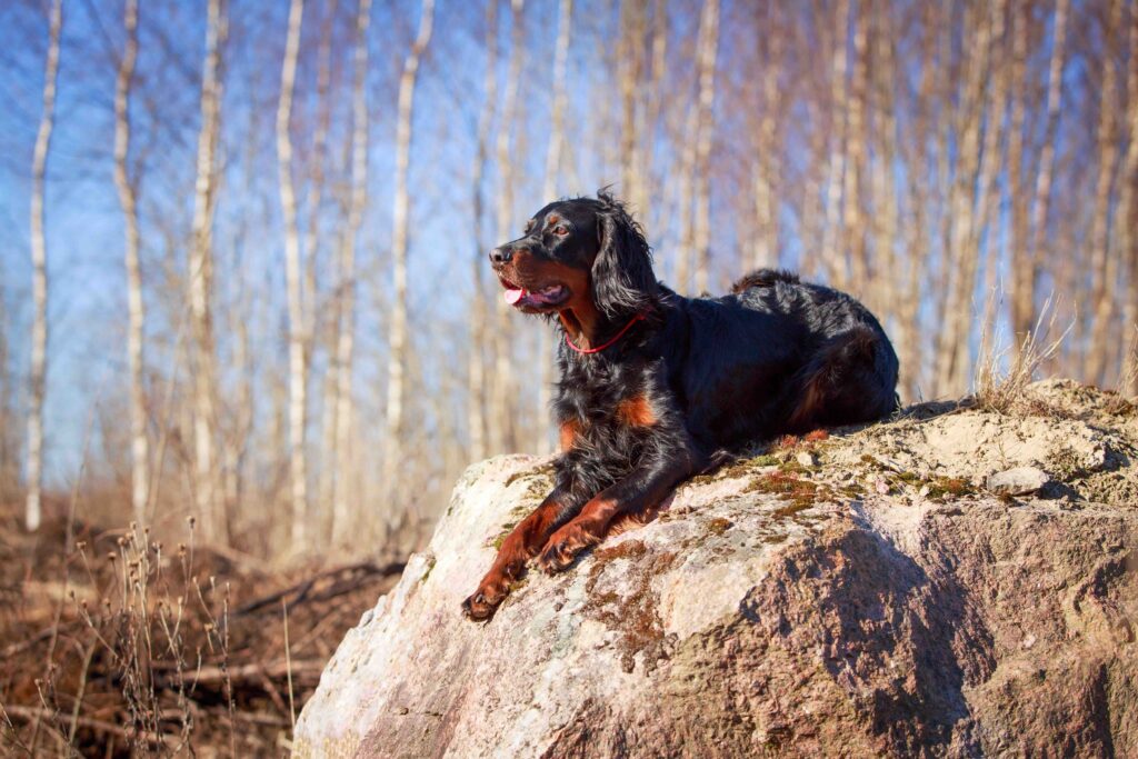 brown and black gordon setter lying on a large rock outside