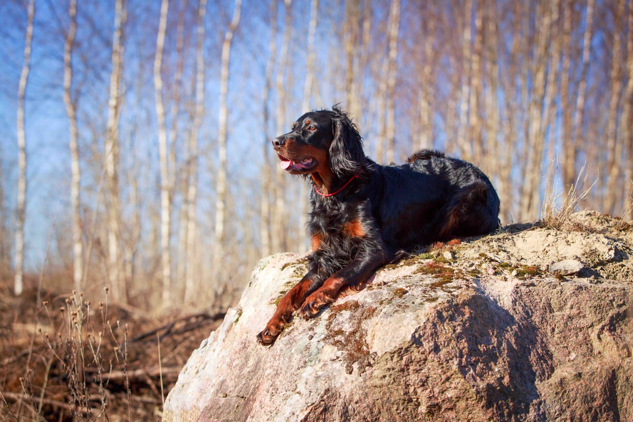 gordon setter walking outside amongst trees and rocks