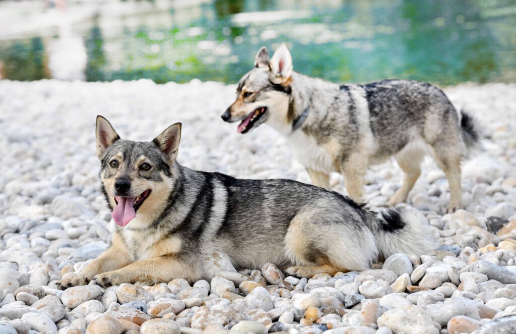 two swedish vallhund dogs standing on a rocky beach